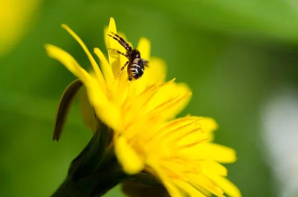 Araignée sur une fleur — Photo