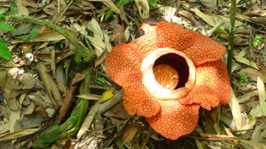 Rafflesia
