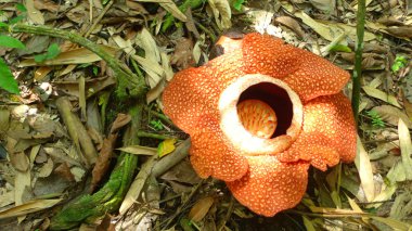 Rafflesia clipart