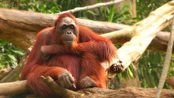 Orang-Utan — Stockfoto