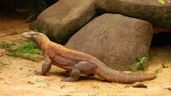 Dragão de Komodo — Fotografia de Stock