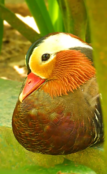 Mandarin duck — Stock Photo, Image