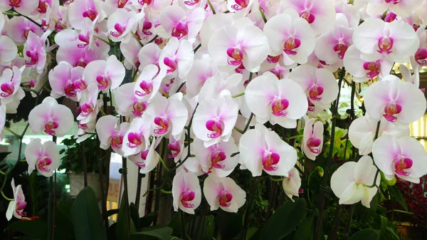Білий орхідей — стокове фото