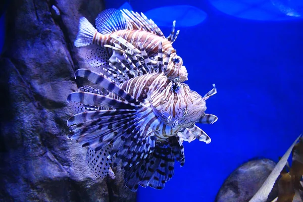 Lionfish — Stock Photo, Image