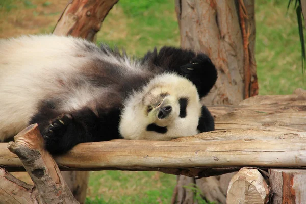 Panda. — Foto de Stock