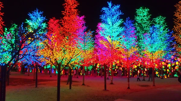 Illuminated trees — Stock Photo, Image