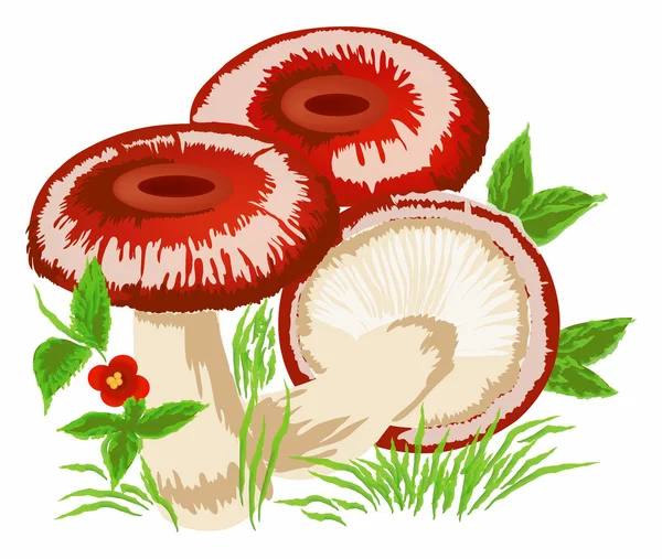 Funghi — Vettoriale Stock