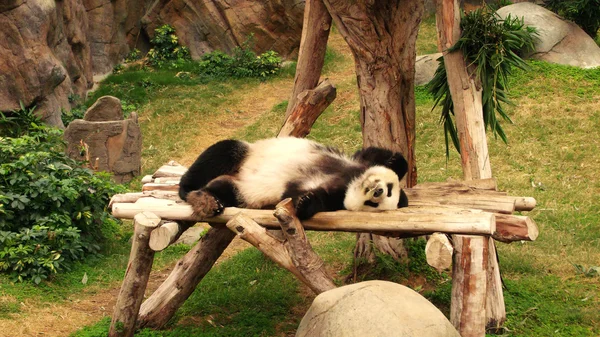 Panda Ordförande — Stockfoto