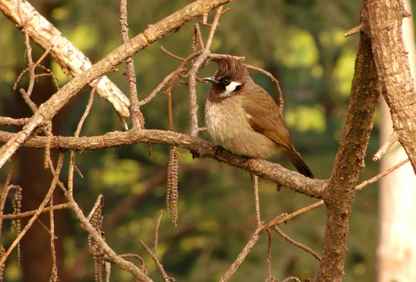 Vogel met het bosje — Stockfoto