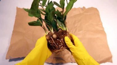 Bahçıvan eldivenli bir kadın bir bitkiyi nakil için hazırlıyor. zamioculcas, zamiifolia, zz bitki kökleri.