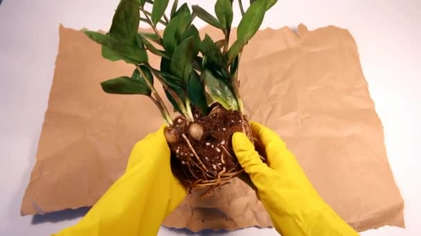 Vrouw in tuingereedschap handschoenen voorbereiding van een plant voor transplantatie. zamioculcas, zamifolia, zz plantenwortels. — Stockvideo