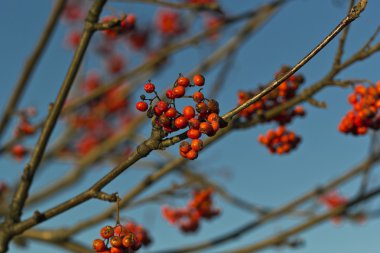 Mountain ash kümeleri ile güneşin tuttu