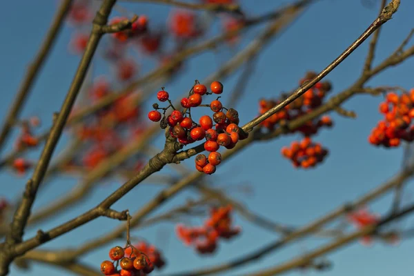 Mountain ash clustery zazářil se sluncem — Stock fotografie