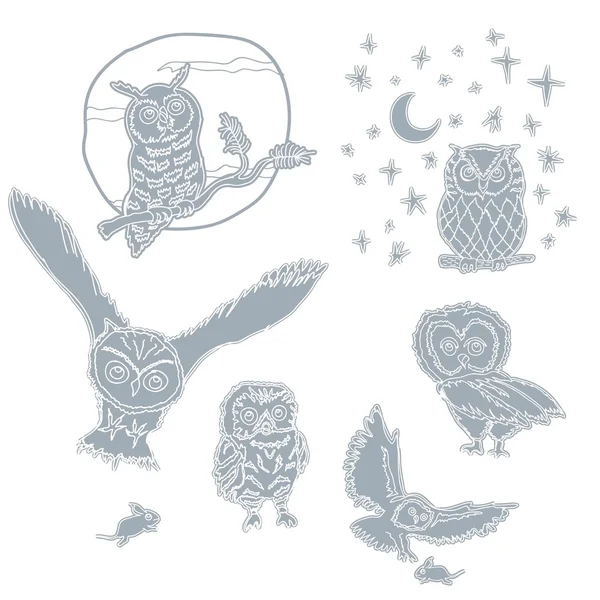 Owl birds — Stock Photo, Image