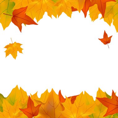 bitkilerin yaprakları