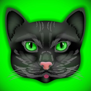 kedi renkli head