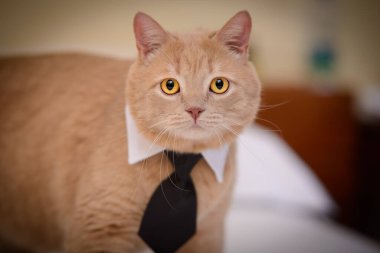 Tören için yaka ve kravat takmış turuncu kedi.