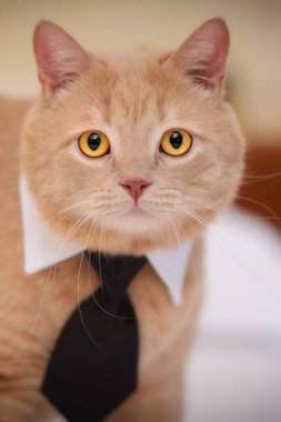 Tören için yaka ve kravat takmış turuncu kedi.