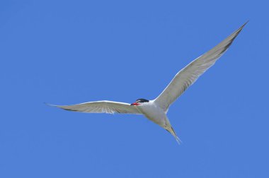 Martı gökyüzünde uçuyor.