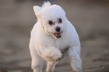 Parktaki beyaz köpek