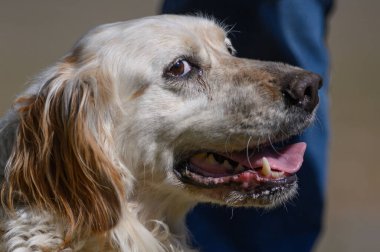 Şirin bir köpeğin portresi.