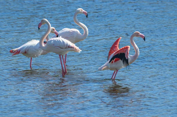 Flock Flamingos Beach — Foto de Stock
