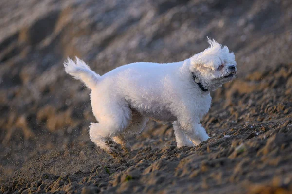Собака Пляже — стоковое фото