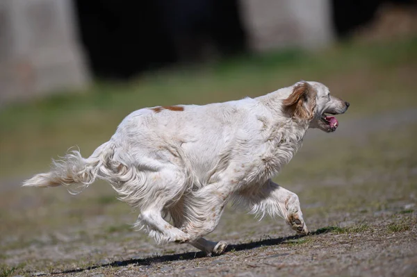 Dog Park — Stock Photo, Image