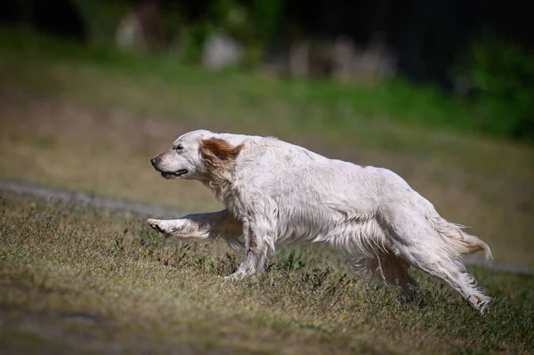 Cão Correndo Parque — Fotografia de Stock