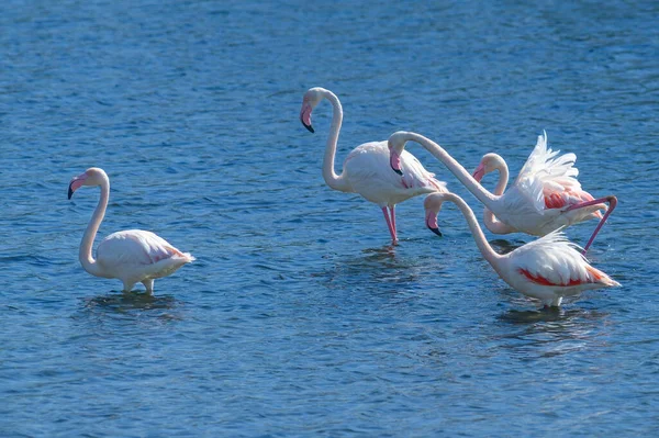 Flamingo Birds Lake — Foto de Stock