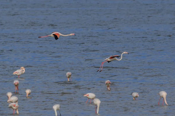 Flock Flamingos Water — Stock Photo, Image