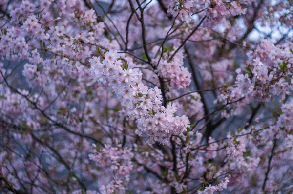 Flora — Stock Photo, Image