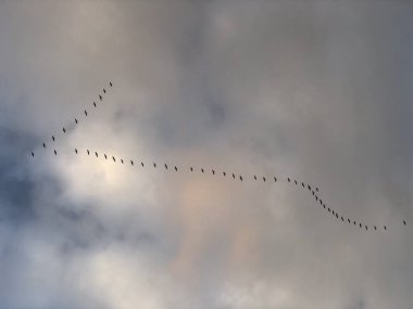 Kuşlar kış için uçar.