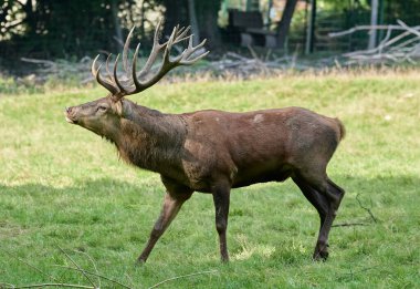 Sonbahar geyiği azma zamanı.