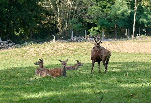 Autumn Deer Rutting Time — Stock Photo, Image