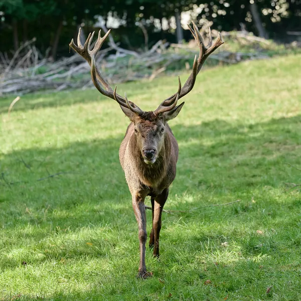 Autumn Deer Rutting Time — Stock Photo, Image