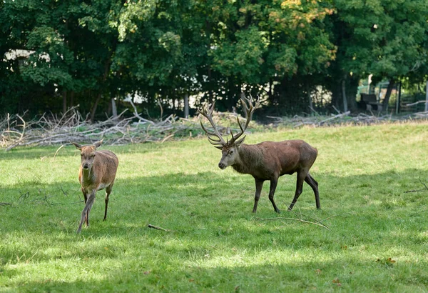 Cervo Outono Tempo Rutting — Fotografia de Stock