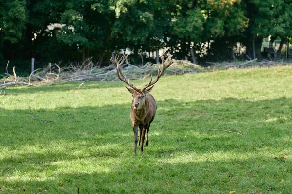 Autumn Deer Rutting Time — Stock Photo, Image
