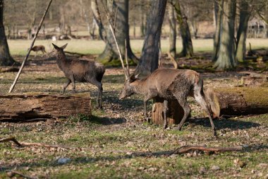 Bir genç kırmızı geyik geyik