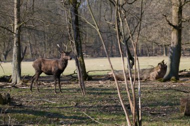 Bir genç kırmızı geyik geyik