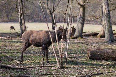 Bir genç kırmızı geyik geyik
