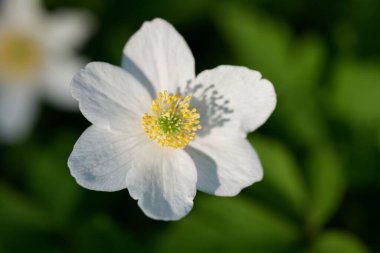 Güzel ve romantik çiçek.