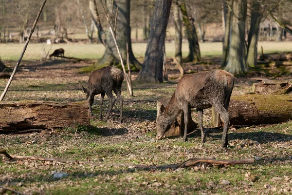 Young Red Deer Stag — Stock Photo, Image