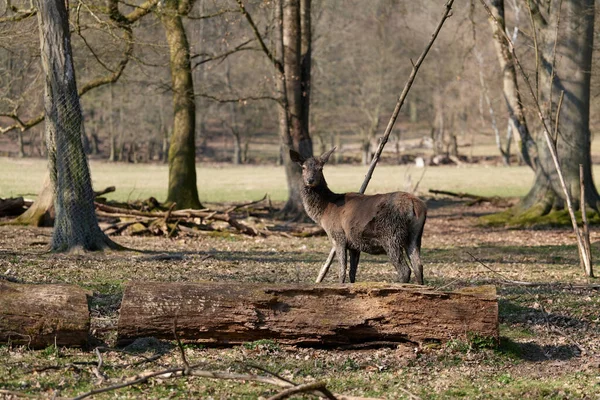 Young Red Deer Stag — Stock Photo, Image