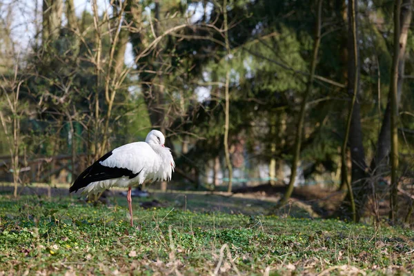 Das Weißstorchvogelfoto — Stockfoto