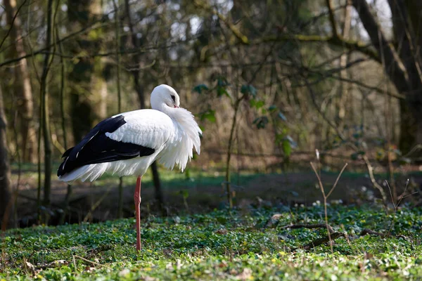 White Stork Bird Photo — 스톡 사진