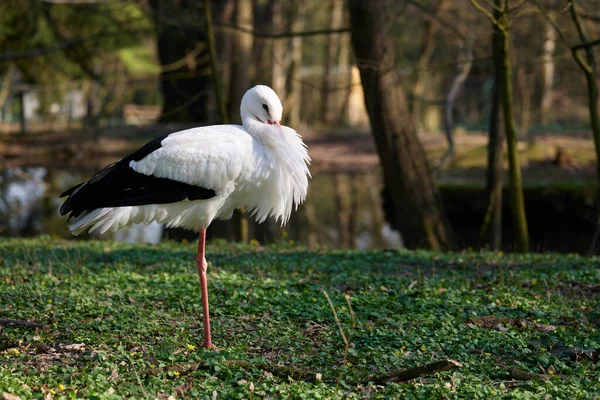Biały Bocian Ptak Zdjęcie — Zdjęcie stockowe