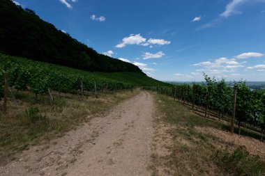 Güneşin güzel bir günde vadiyi aydınlattığı yürüyüş parkurundan Almanya 'nın Bingen am Rhein manzarası
