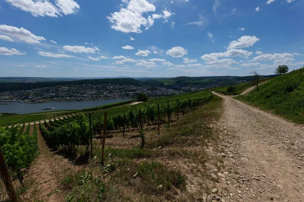 Güneşin güzel bir günde vadiyi aydınlattığı yürüyüş parkurundan Almanya 'nın Bingen am Rhein manzarası