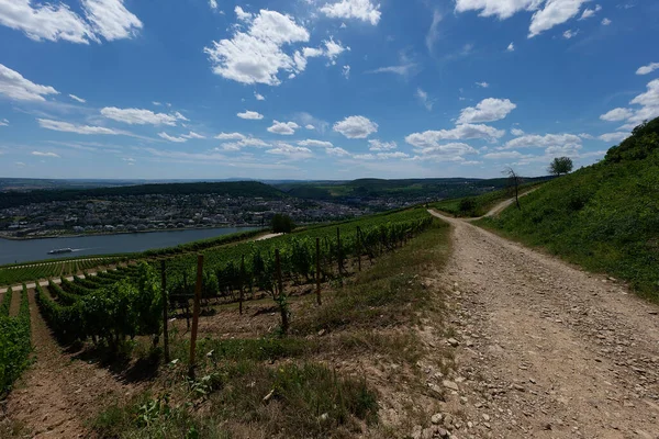 Uma Vista Bingen Rhein Alemanha Partir Trilha Caminhadas Como Sol — Fotografia de Stock